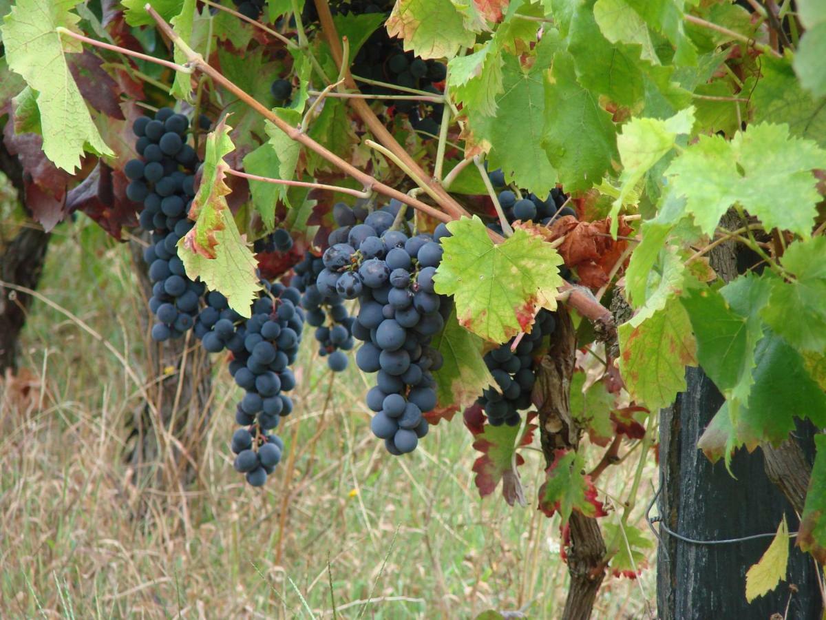 Quinta Da Portelada Peso da Régua Buitenkant foto